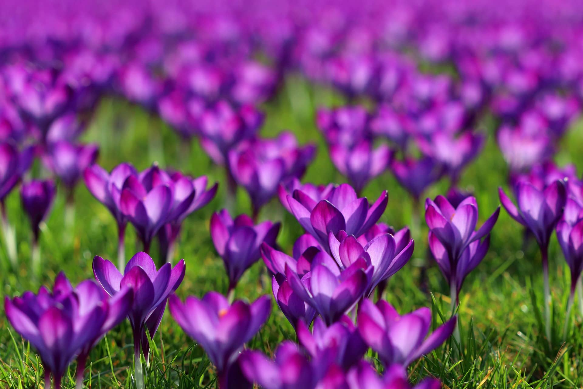 crocuses-4211106_1920